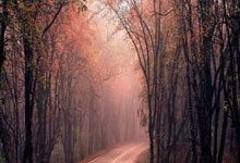 海星赛事-罗马训练开放日，今夜防线松动引欢呼，欧篮联在即，轮换策略成焦点的简单介绍